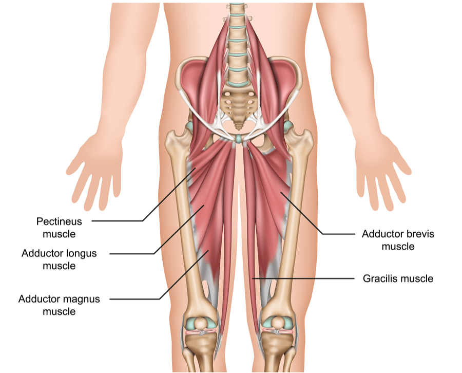 Adductor-muscle